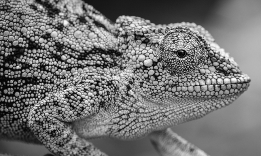 Leading in a VUCA World: Where Change is Constant and Unpredictability is the Norm