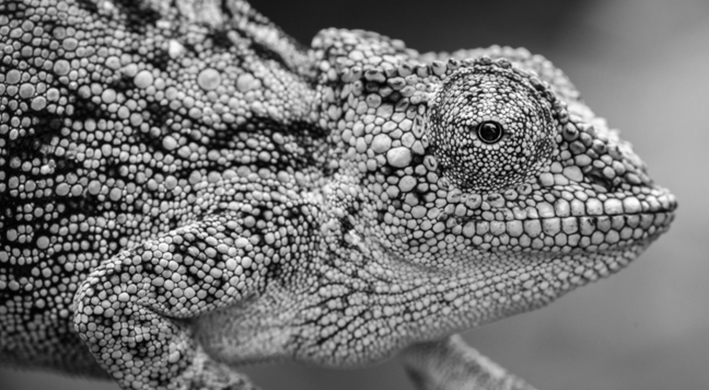 Leading in a VUCA World: Where Change is Constant and Unpredictability is the Norm
